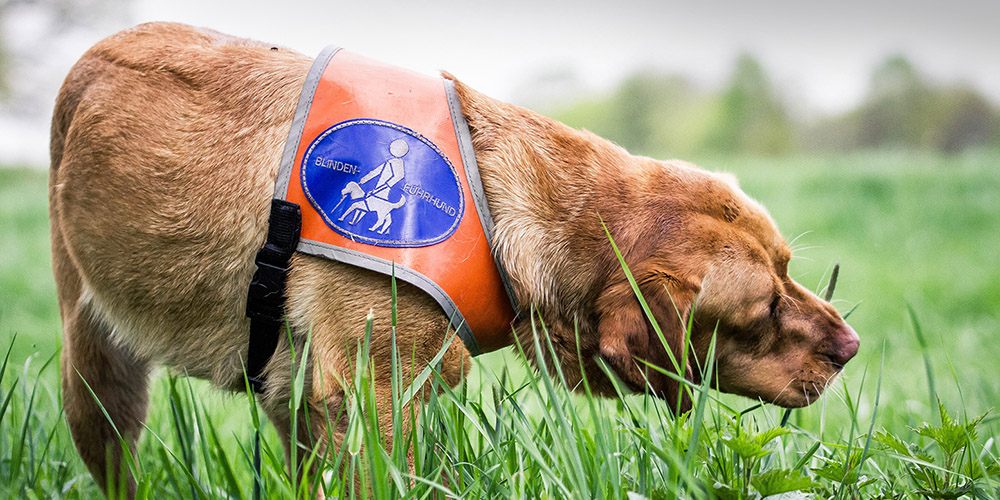 Blindenführhund mit Geschirr im Gras