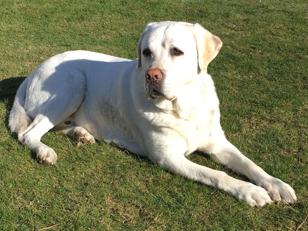 Blindenführhund Labrador Senior liegt im Gras
