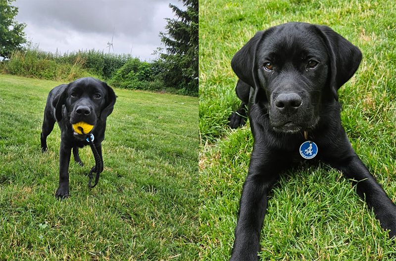 dbfh-scharzer-labrador-rufus 2