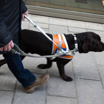 Blindenführhund brauner Labrador führt seinen Menschen auf dem Gehweg