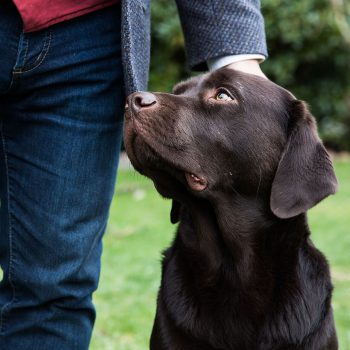 Blindenführhund Labrador schaut zu seinem Menschen auf