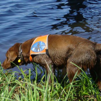 Blindenführhund brauner Labrador spielt im Wasser