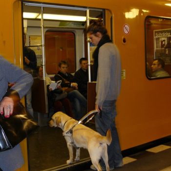 Blindenführhund Labrador führt seinen Menschen in einen U-Bahn Wagon